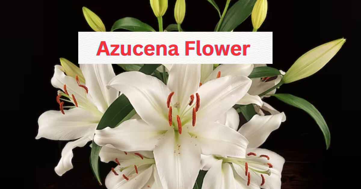 azucena flower