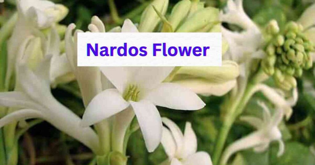 Nardos flower