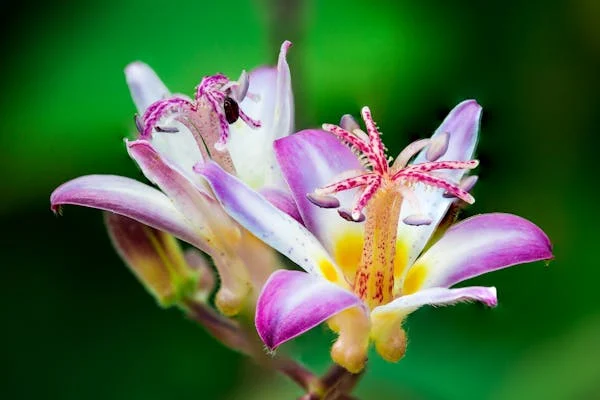 Azucena flower