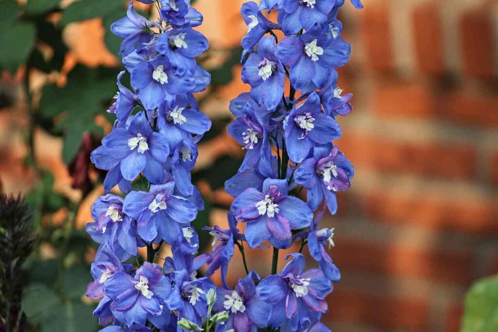 blue spur flower