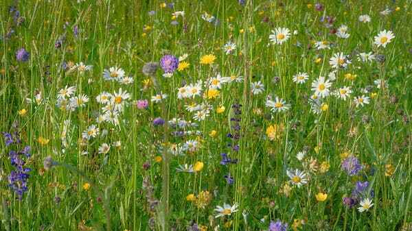 INVASIVE tall weeds with yellow flowers