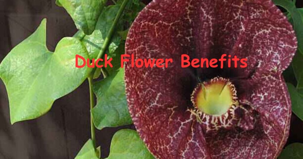 duck flower benefits