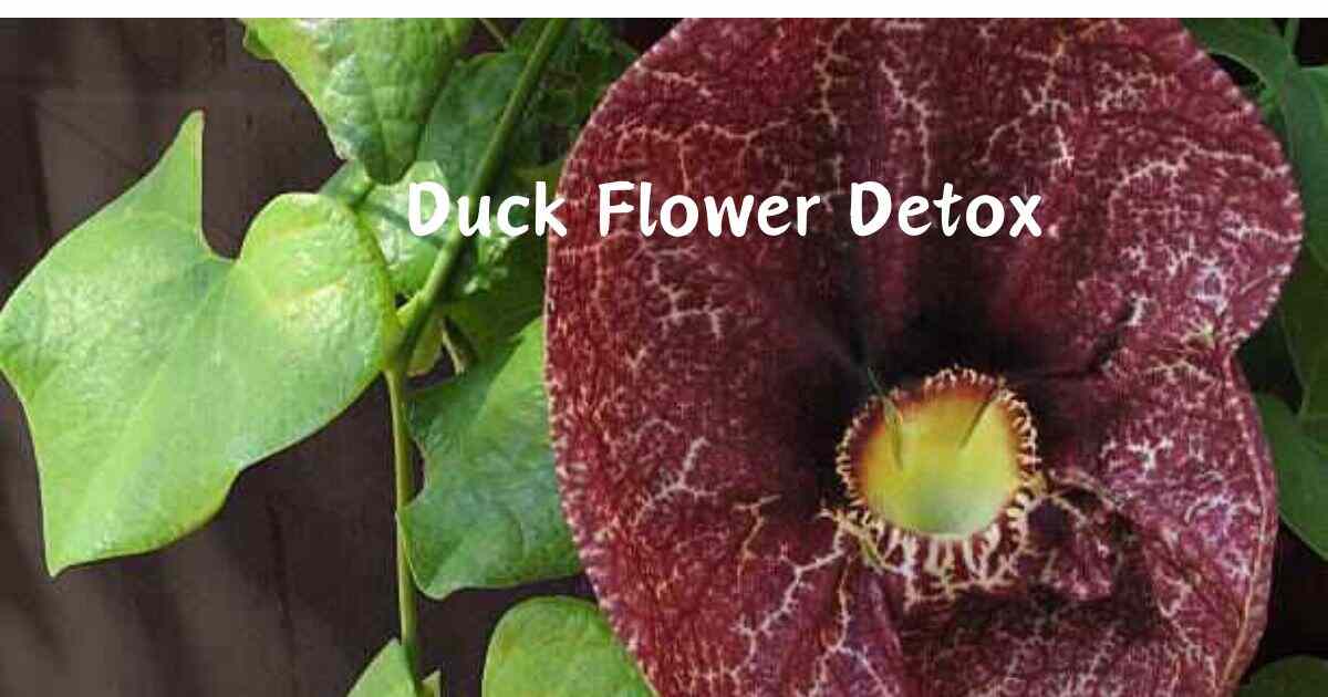 duck flower detox