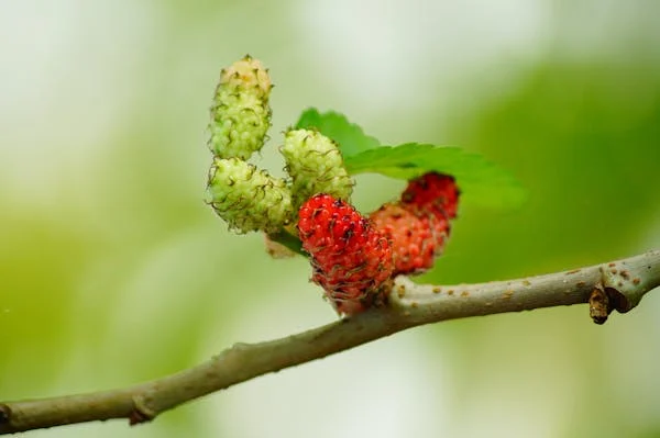female mulberry flower