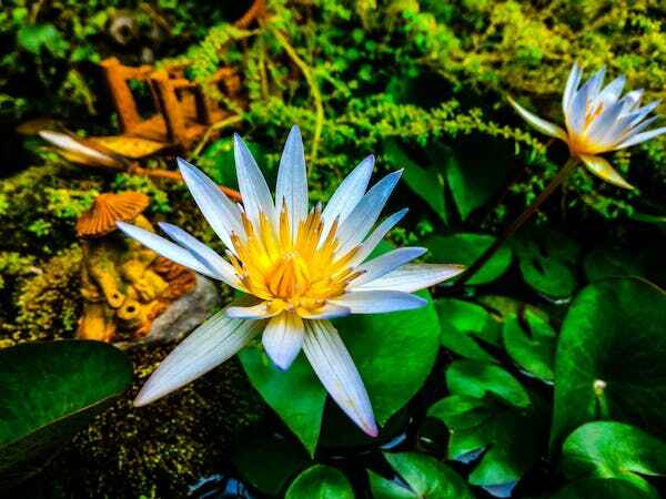 guyana national flower