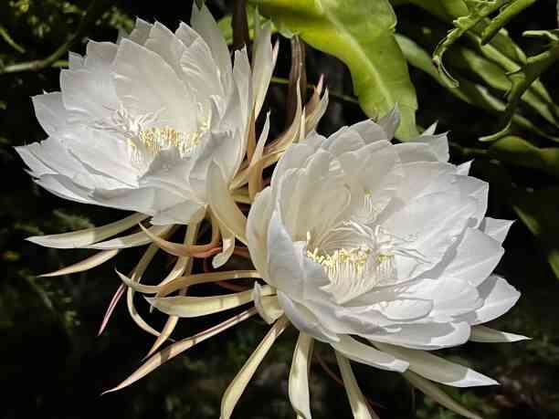 Kadupul flower