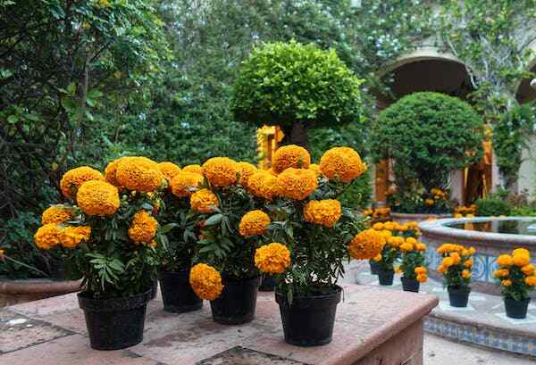 mexican marigolds