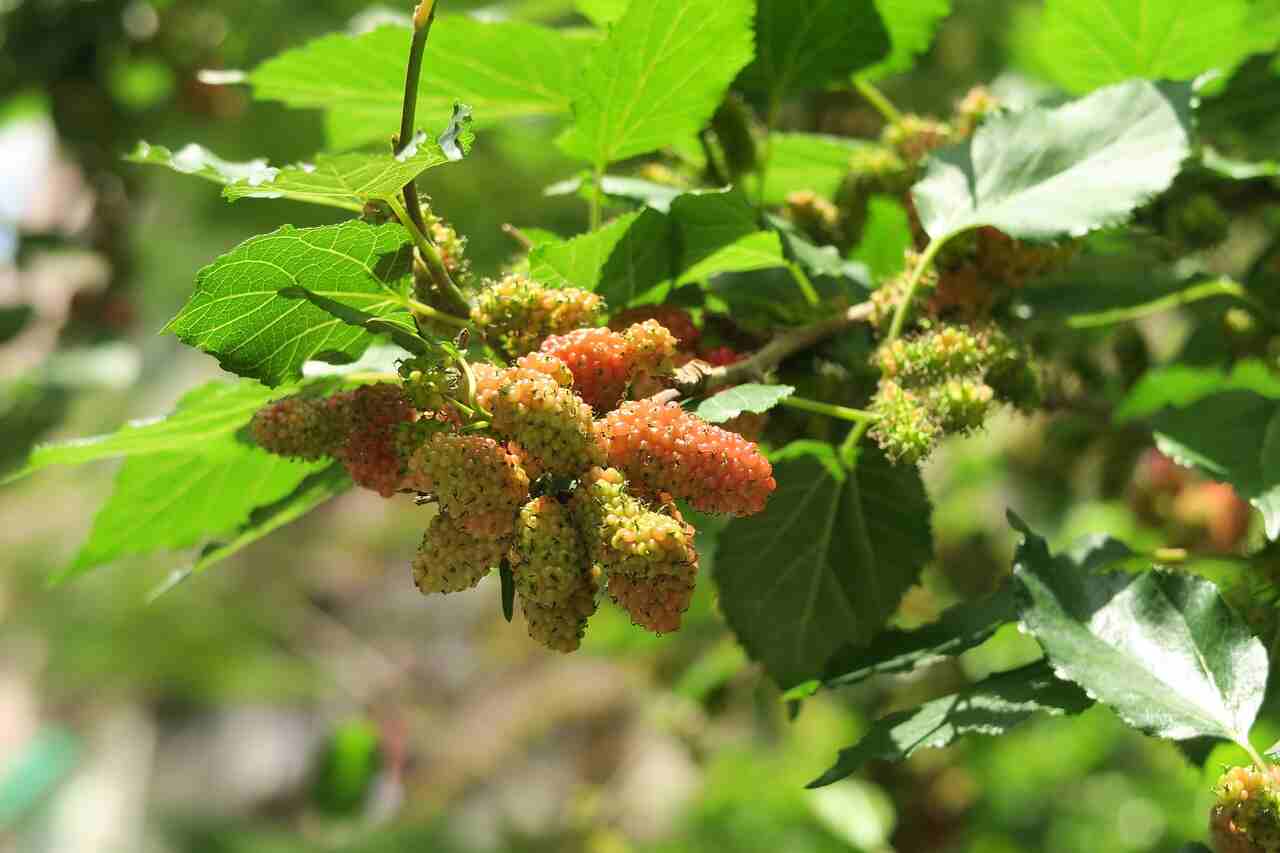 female mulberry flower