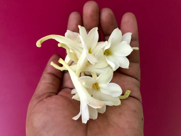 nardos flower