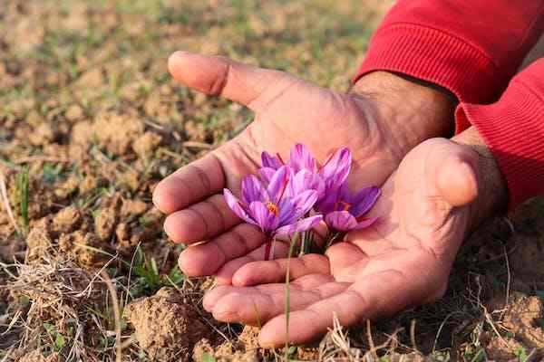 Can You Grow Saffron In The US