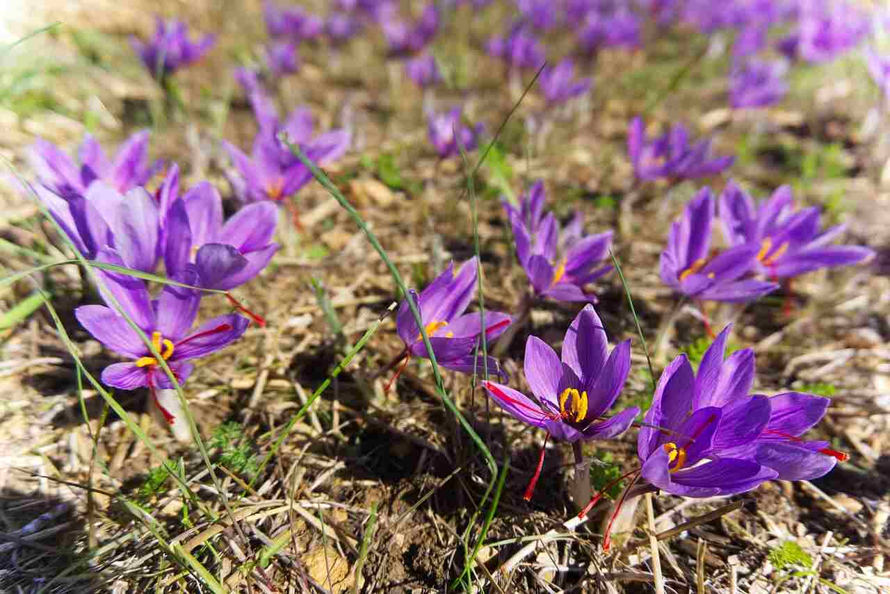why is saffron hard to grow