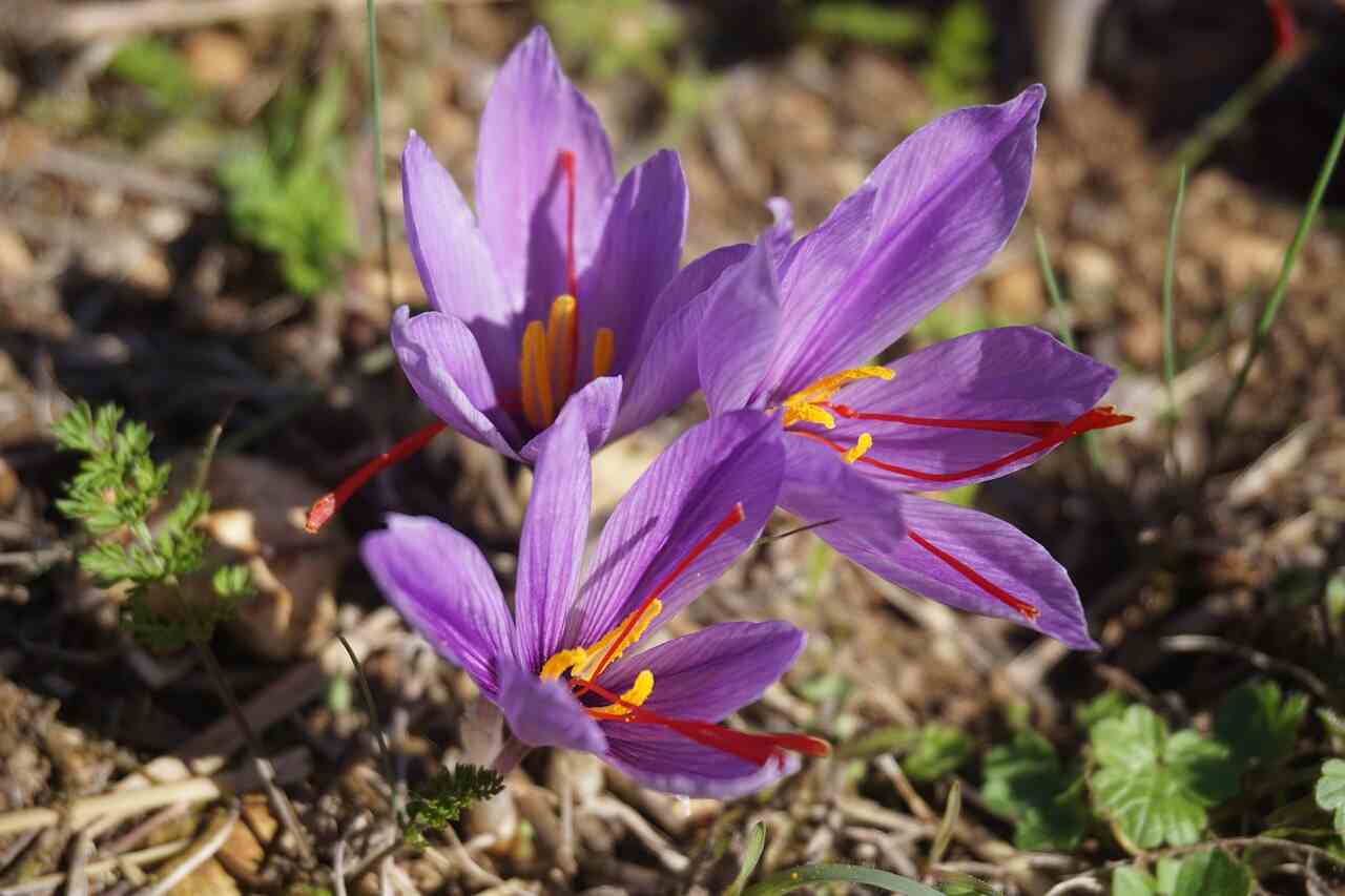 why is saffron hard to grow?