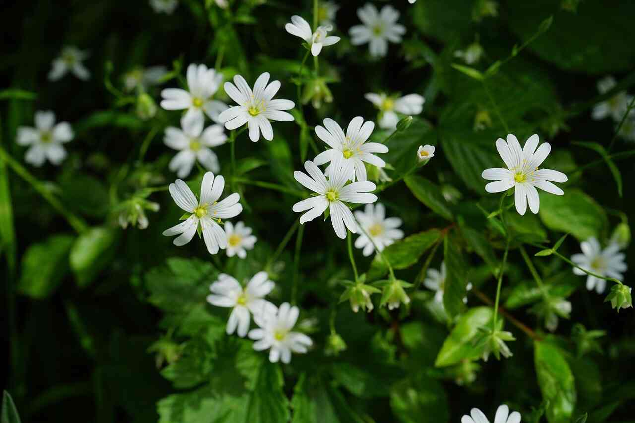 white flower weeds in grass