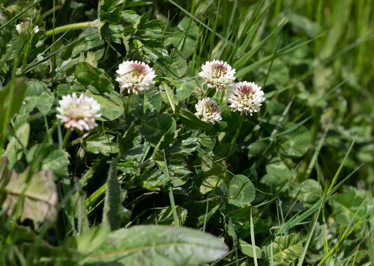 white flower weeds in grass