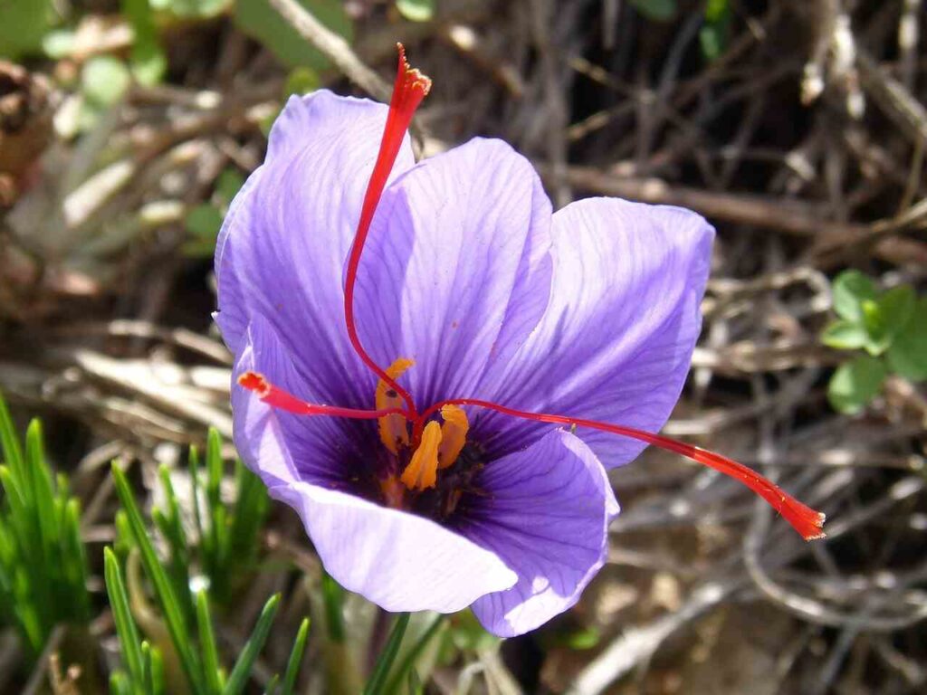 why is saffron hard to grow
