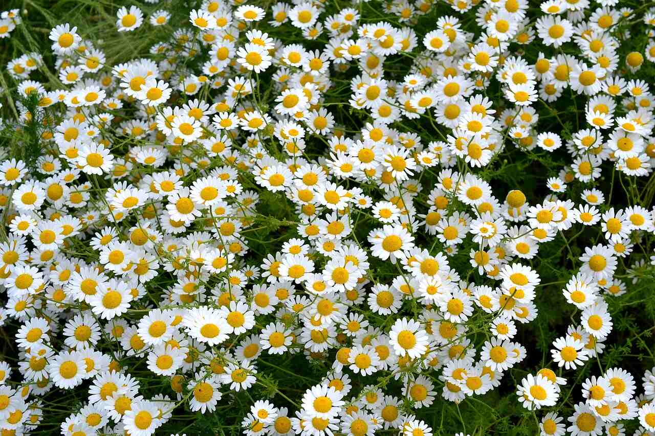 white flower weeds in grass