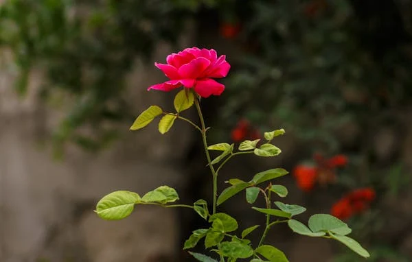 Rose flower tea